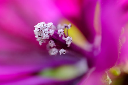 Macro photography of a flower: detail shot of a flower with background blur.の写真素材