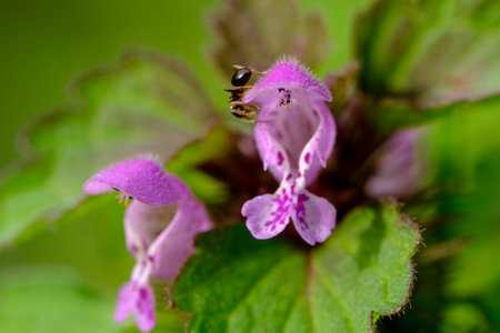Macro photography of a flower: detail shot of a flower with background blur.の写真素材