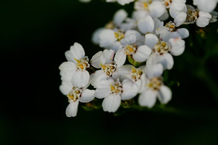 Macro photography of a flower: detail shot of a flower with background blur.の写真素材