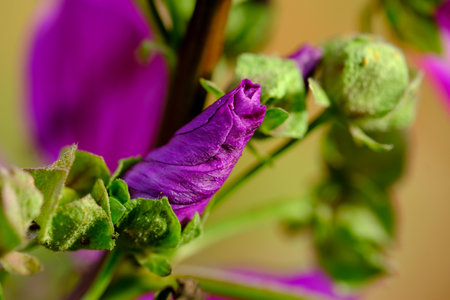 Macro photography of a flower: detail shot of a flower with background blur.の写真素材