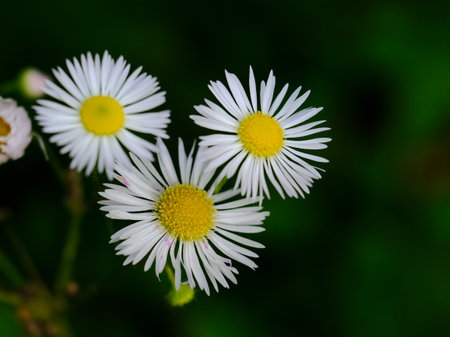 Macro photography of a flower: detail shot of a flower with background blur.