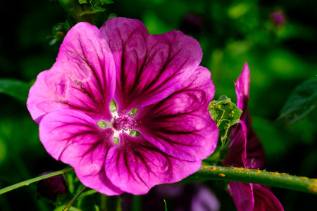 Macro photography of a flower: detail shot of a flower with background blur.の写真素材