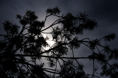 Macro photography of a plant: detail shot with background blur.の写真素材