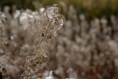Macro photography of a plant: detail shot with background blur.
