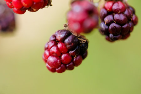 Macro photography of a plant: detail shot with background blur.の写真素材