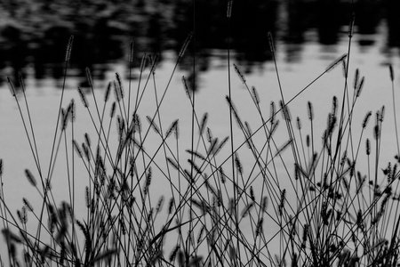 Macro photography of a plant: detail shot with background blur.の写真素材