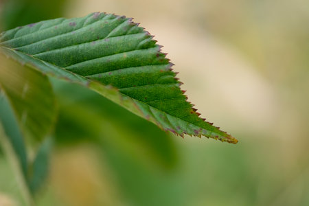 Macro photography of a plant: detail shot with background blur.