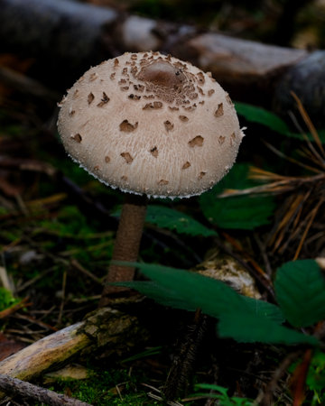 In the autumn forests in Bavaria, they can be found almost everywhere: Mushrooms in all colors. On leafy forest floors and lush green moss, they look incredibly bizarre and unique.の写真素材