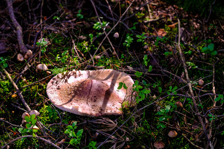 In the autumn forests in Bavaria, they can be found almost everywhere: Mushrooms in all colors. On leafy forest floors and lush green moss, they look incredibly bizarre and unique.の写真素材