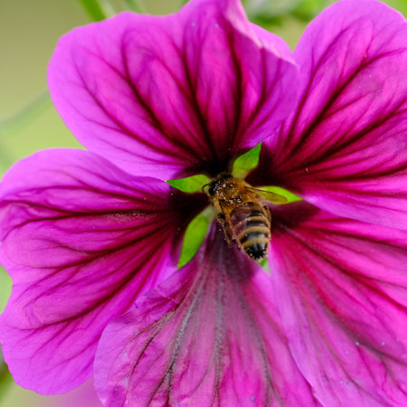 Macro shot of a bee or bumblebee: details that are otherwise hard to see - focus on the animal with blurred background. Taken during their search for pollen in summer sunshine.の写真素材