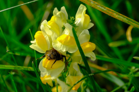 Macro shot of a bee or bumblebee: details that are otherwise hard to see - focus on the animal with blurred background. Taken during their search for pollen in summer sunshine.の写真素材