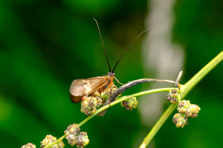 Macro photography of a fly: focus on the insect with blurred background. Taken in summer on a flower...