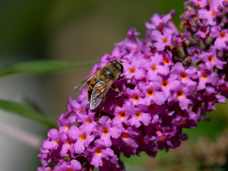 Macro photography of a fly: focus on the insect with blurred background. Taken in summer on a flower...