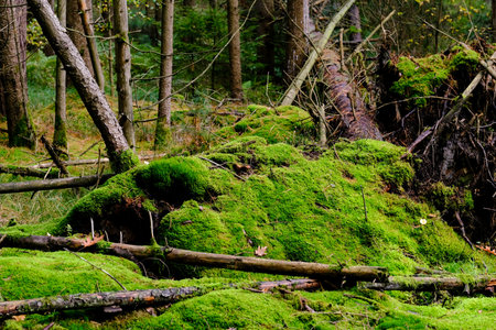 Mossy forest in the sunshine. The light shines through the leaves on the forest floor. Bizarre deadwood and shadow plays make the autumn forest look very enchanted.の写真素材