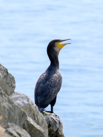 Great cormorant (Phalacrocorax carbo) sitting on rockの写真素材