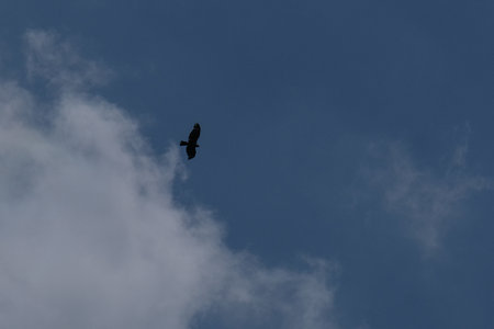 A black crow flies in the blue sky with a white cloud.
