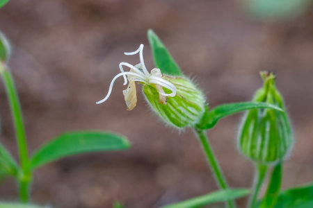 Silene vulgaris (Silene vulgaris) flower in the garden Close-up of a flower in bloom in summer. Colorful, bright and bee-friendly in the gardens and fields of Bavaria.の写真素材