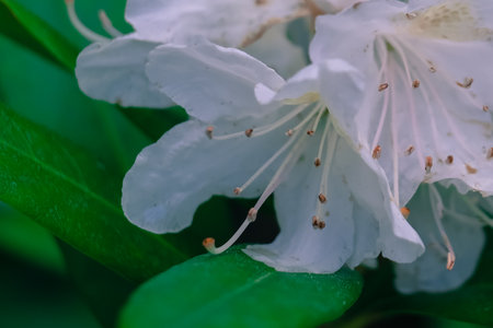 White rhododendron flowers on green background, closeup Close-up of a flower in bloom in summer. Colorful, bright and bee-friendly in the gardens and fields of Bavaria.の写真素材
