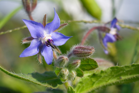 Close-up of a borage (borago officinalis) flower Close-up of a flower in bloom in summer. Colorful,...