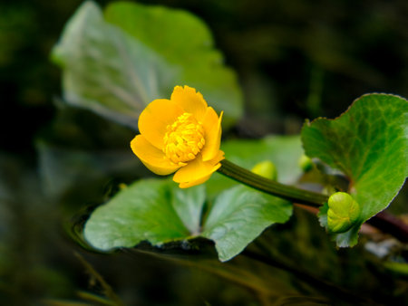 Marsh Marigold (Caltha palustris) in the swamp Close-up of a flower in bloom in summer. Colorful, bright and bee-friendly in the gardens and fields of Bavaria.の写真素材