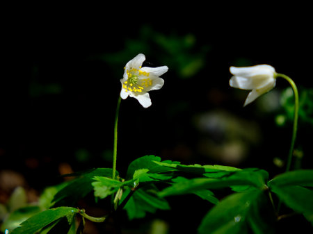 Anemone nemorosa, wood anemone, wood anemone, windflower Close-up of a flower in bloom in summer. Colorful, bright and bee-friendly in the gardens and fields of Bavaria.の写真素材