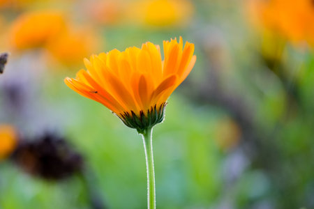 Calendula officinalis, commonly known as marigold Close-up of a flower in bloom in summer. Colorful, bright and bee-friendly in the gardens and fields of Bavaria.の写真素材