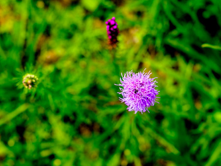 Purple flowers on green grass background. Shallow depth of field. Close-up of a flower in bloom in summer. Colorful, bright and bee-friendly in the gardens and fields of Bavaria.の写真素材