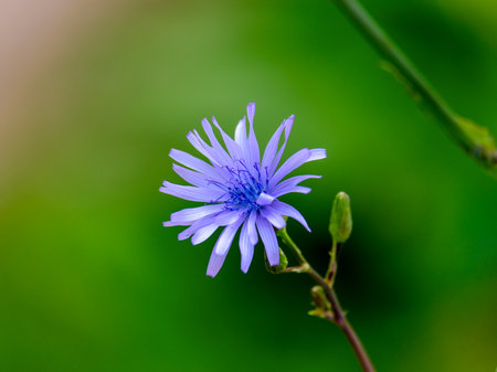 Flower of Chicory (Cichorium intybus) Close-up of a flower in bloom in summer. Colorful, bright and bee-friendly in the gardens and fields of Bavaria.の写真素材