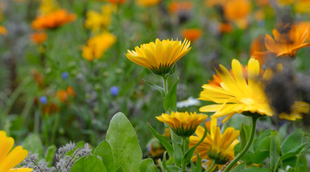 Calendula officinalis, Calendula officinalis. Close-up of a flower in bloom in summer. Colorful, bright and bee-friendly in the gardens and fields of Bavaria.の写真素材