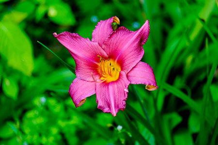 Pink daylily in the garden on a background of green grass Colorful blossom in the sun, close-up.の写真素材