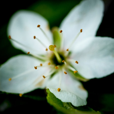 Macro of a white cherry blossom, shallow depth of field Close-up of a flower in bloom in summer. Colorful, bright and bee-friendly in the gardens and fields of Bavaria.の写真素材