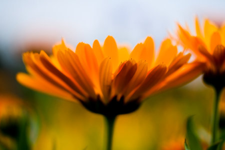 Close up of calendula flowers in the garden, Thailand. Close-up of a flower in bloom in summer. Colorful, bright and bee-friendly in the gardens and fields of Bavaria.の写真素材