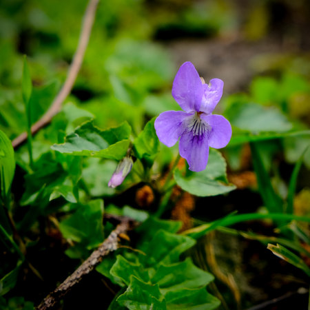 Purple violets growing in the forest. Spring flowers. Close-up of a flower in bloom in summer. Colorful, bright and bee-friendly in the gardens and fields of Bavaria.の写真素材