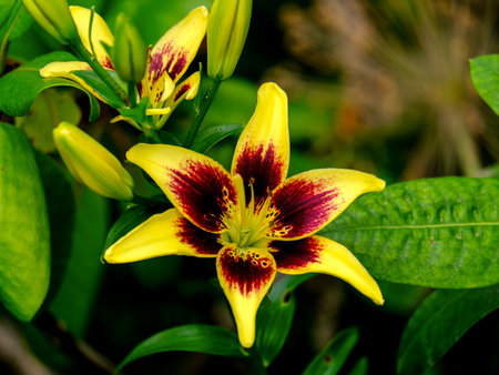 Yellow lily flower in the garden. Close up. Nature background. Close-up of a flower in bloom in summer. Colorful, bright and bee-friendly in the gardens and fields of Bavaria.の写真素材