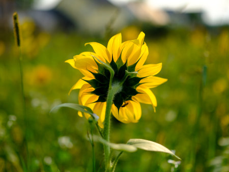 Beautiful yellow sunflower on a background of green grass. Close up. Close-up of a flower in bloom in summer. Colorful, bright and bee-friendly in the gardens and fields of Bavariの写真素材