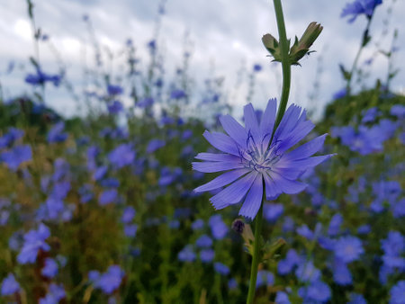 Blue flower of chicory (Cichorium intybus) Close-up of a flower in bloom in summer. Colorful, bright and bee-friendly in the gardens and fields of Bavaria.の写真素材