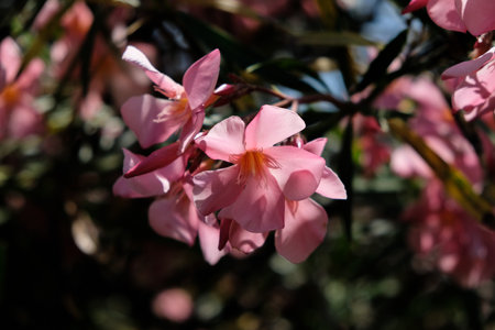 pink oleander flowers blooming in the garden in spring Close-up of a flower in bloom in summer....