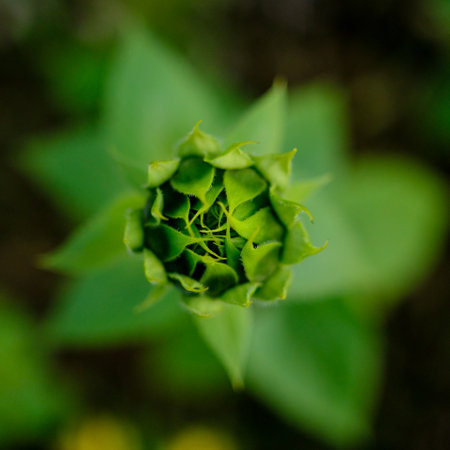 Close up of a green sunflower bud in the garden. Selective focus.Close-up of a flower in bloom in summer. Colorful, bright and bee-friendly in the gardens and fields of Bavaria.の写真素材