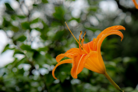 Orange daylily flower in garden, Thailand. (Hemerocallis fulva) Close-up of a flower in bloom in summer. Colorful, bright and bee-friendly in the gardens and fields of Bavaria.の写真素材
