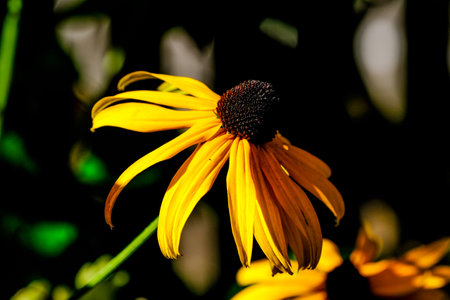 Black eyed susan (Rudbeckia hirta) Close-up of a flower in bloom in summer. Colorful, bright and bee-friendly in the gardens and fields of Bavaria.の写真素材