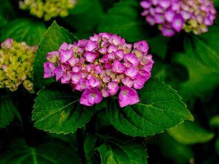 Pink hydrangea flowers in the garden. Selective focus. Close-up of a flower in bloom in summer. Colorful, bright and bee-friendly in the gardens and fields of Bavaria.の写真素材