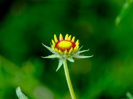 Flower of a coneflower (Helichrysum arenarium) Close-up of a flower in bloom in summer. Colorful, bright and bee-friendly in the gardens and fields of Bavaria.の写真素材