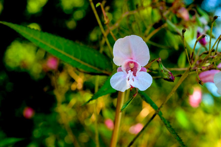 Close up of white and pink flowers in the garden Close-up of a flower in bloom in summer. Colorful, bright and bee-friendly in the gardens and fields of Bavaria.の写真素材