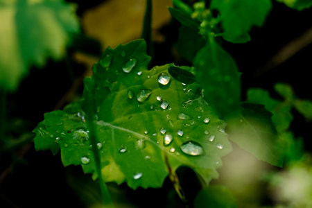 Water drops on green leaves after the rain. Shallow depth of field. Wonderful play of colors with...