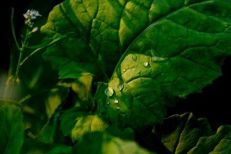 Green leaves with drops of water on a dark background close-up Water droplets with reflections in sunlight.の写真素材