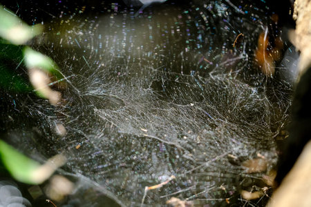 spider web in the forest, close-up of a spider web Water droplets with reflections in sunlight.の写真素材