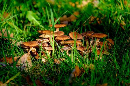 Mushrooms on the grass in the forest. Selective focus. Close-up of beautiful mushrooms in the sunshine in autumn, taken in Bavaria.の写真素材
