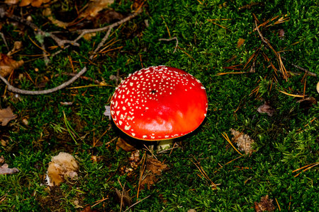 Amanita muscaria or fly agaric in the forest Close-up of beautiful mushrooms in the sunshine in autumn, taken in Bavaria.の写真素材