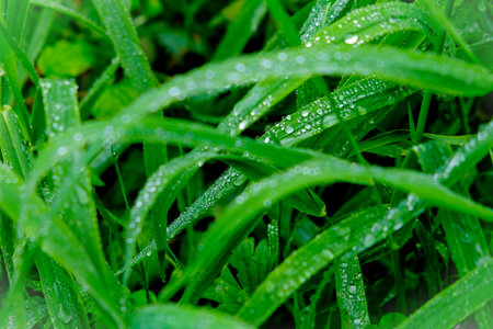 Green grass with dew drops close-up. Natural background. Wonderful play of colors with small drops...