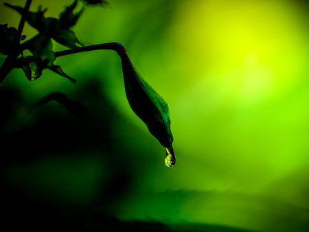 Chilli flower with drop of water on green background. Selective focus Wonderful play of colors with small drops of water in the sun. Close-up taken in the sunshine in the meadow.の写真素材